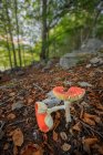 Close up view of red mushrooms at mountain forest — Stock Photo