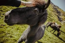 Männliche Hand streichelt Pferd auf dem Rasen — Stockfoto