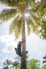 BENIN, AFRIQUE - 31 AOÛT 2017 : Vue en angle élevé du garçon grimpant sur un palmier par temps ensoleillé . — Photo de stock