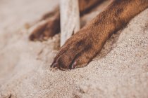 Crop of brown dog paws digging sand around wooden stick. — Stock Photo