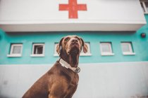 Vista en ángulo bajo del perro labrador marrón sentado cerca del hospital con cruz roja en la fachada - foto de stock