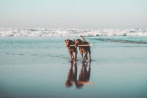 Двоє коричневих собак носять одну палицю в шапках на березі моря — стокове фото