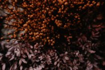 Закройте вид на пучок необычных розовых и оранжевых цветов — стоковое фото