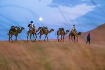 Вид сбоку движущегося верблюда в песчаной пустыне — стоковое фото