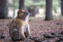 Side view of small monkey sitting with eyes closed on ground. — Stock Photo