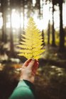 Folha de samambaia de cor amarela da queda na mão da colheita no fundo de madeiras iluminadas pelo sol . — Fotografia de Stock