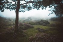 Pinheiro em campo nebuloso pela manhã — Fotografia de Stock