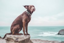 Собака позує на скелі на березі моря — стокове фото