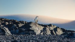 Вид збоку арктичного пінгвіна на прибережній скелі — стокове фото