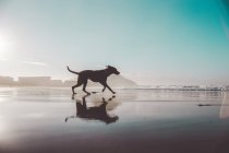 Vista lateral del perro labrador marrón corriendo a orillas del mar - foto de stock