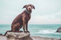 Affascinante cane labrador marrone seduto sulla roccia sullo sfondo del paesaggio marino turchese . — Foto stock
