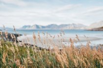 Grass spikes swinging in wind on background of lake and mountains. — Stock Photo