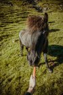 Coltivare mano alimentando cavallo con carota fresca a prato verde sole — Foto stock