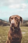 Очаровательная коричневая собака-лабрадор в черном воротничке сидит на траве в сельской местности и смотрит в сторону — стоковое фото