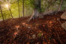 Vista a basso angolo dei funghi rossi sul pendio della foresta — Foto stock
