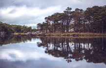 Árvores altas na costa do lago calmo que reflete o céu — Fotografia de Stock