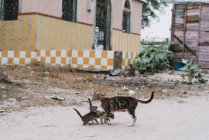 Stray gato e gatinhos de pé na rua no bairro pobre . — Fotografia de Stock