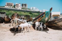 Chèvres avec bébés marchant et pâturant sur des bateaux sur le rivage sablonneux, Yoff, Sénégal — Photo de stock