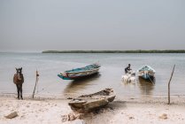 Goree, Senegal- December 6, 2017: View to river shore with moored boats and man washing goats in water — Stock Photo