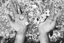 Crop hands spilling in air pile of seashells. — Stock Photo