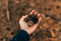 Crop male hand showing few pine cones — Stock Photo