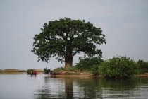 Vue arrière de personnes jubilant sur le bateau par un grand arbre sur le rivage — Photo de stock