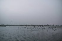 Un sacco di uccelli che volano sopra la superficie del fiume in giorno cupo . — Foto stock