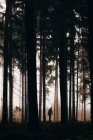 Traveler silhouette in dark foggy woods — Stock Photo