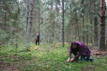 Люди збирають гриби в лісі — стокове фото