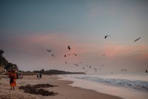 Goree, Senegal- December 6, 2017: Flock of birds flying over beach and sea at sunset. — Stock Photo