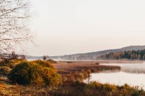 Picturesque landscape of flora on shores of lake in morning haze. — Stock Photo