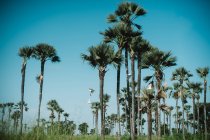 Vue sur les oiseaux blancs survolant les palmiers tropicaux par une journée ensoleillée sans nuages . — Photo de stock