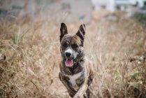Retrato de perro corriendo a través de hierba seca en el campo con la lengua hacia fuera . - foto de stock