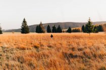 Rear view of man walking in gold countryside field with trees and mountains on background. — Stock Photo