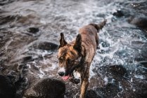 Вид на собаку під низьким кутом на береговій лінії океану — стокове фото