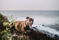 Hund steht an Küste mit Hintergrund des Ozeans. — Stockfoto