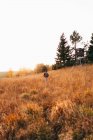 Rear view of traveler walking in golden country field — Stock Photo
