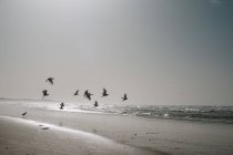 Птахи літають над піщаним узбережжям в океані в сонячний вечір . — стокове фото