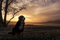 Dog sitting on countryside during sunset — Stock Photo