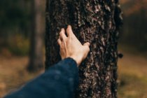 Recorte mano masculina explorando la superficie rugosa de la corteza del tronco del árbol . - foto de stock