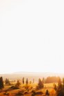 Живописный пейзаж золотых газонов над ярким белым небом — стоковое фото