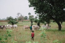 Goree, Sénégal- 6 décembre 2017 : Des enfants pâturent des vaches sur un pré — Photo de stock