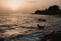 Silhueta de cão correndo para o mar para nadar em luzes de pôr do sol . — Fotografia de Stock