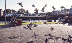 Pombos decolando do chão no dia ensolarado na praça — Fotografia de Stock