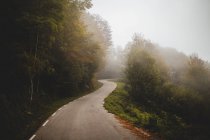 Asphalt road running through misty forest — Stock Photo