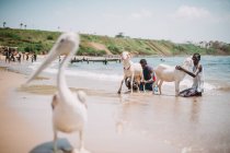 Goree, Senegal- 6 de diciembre de 2017: Africanos sentados en el agua del océano y ordeñando cabras en la orilla arenosa con pelícano - foto de stock