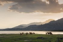 Paisagem do lago e pastoreio de gado em terra ao entardecer — Fotografia de Stock