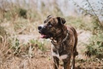 Портрет собаки, стоящей в поле и смотрящей в сторону — стоковое фото