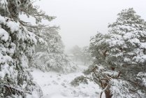 Зимовий пейзаж з засніженими соснами і туманом — стокове фото