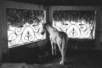 Vista posteriore del cavallo bianco in piedi in stalla vicino a due finestre ornate . — Foto stock